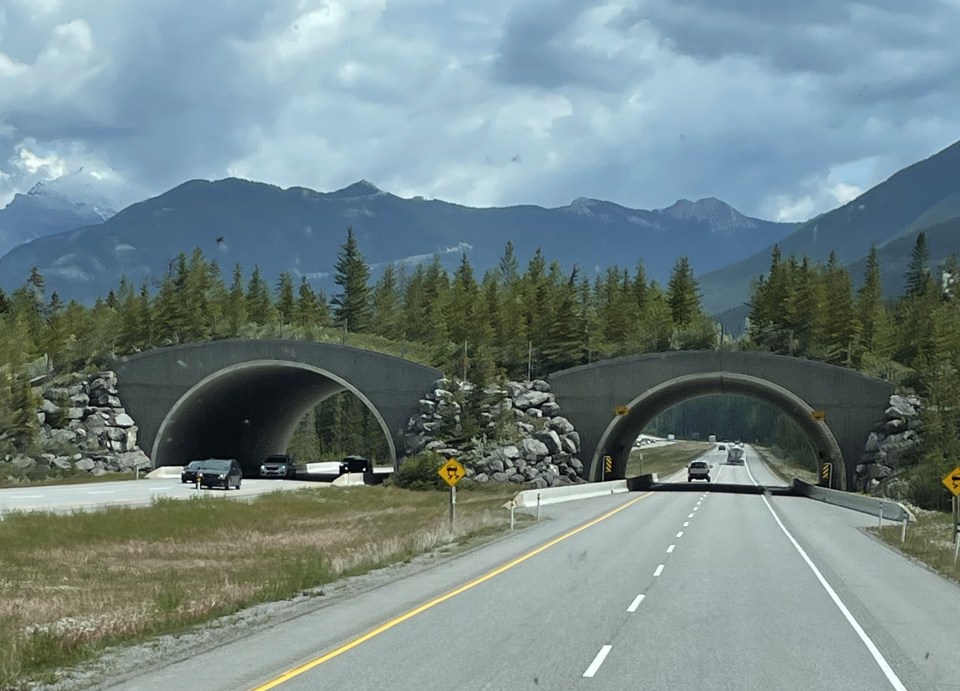 An overpass for animals to safely cross the road.