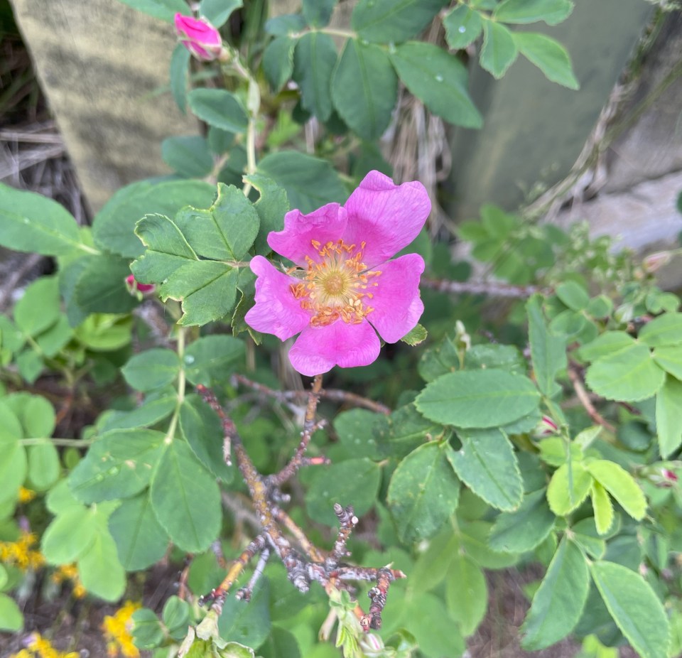 The beautiful, pink, Alberta Rose, state flower of Alberta, Canada.